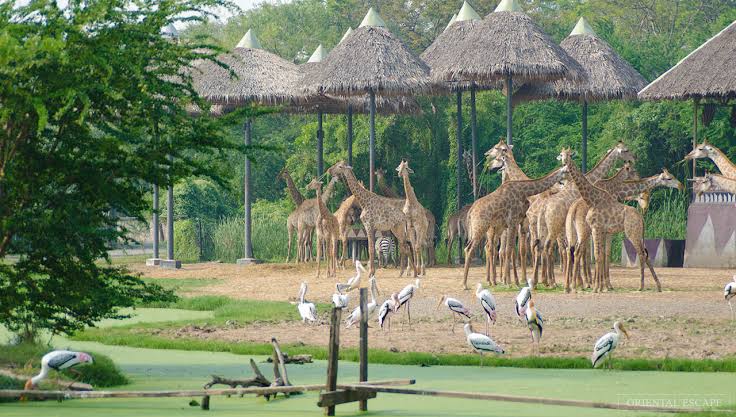 Safari World Thailand